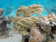 Delicate Spiny Sea Rod